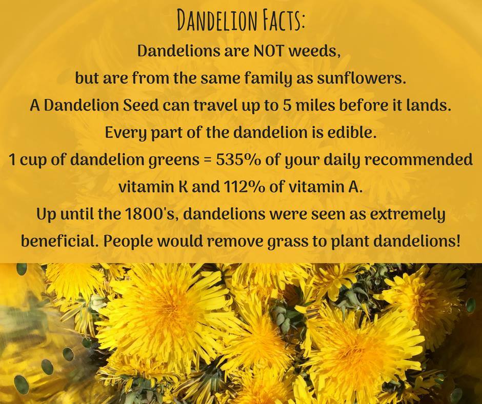 ccpi's tweet photo. Please don't spray your dandelions. They are one of the first foods for honeybees . . . and they really need them!
#hiveshare #honey #bees #beeswax #beehive #coldfiltered #unpasteurized #nature #lovemybees #dandelions #ccpi #savethebees https://t.co/VKxf3KYg7I