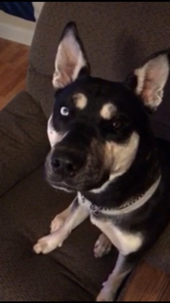 TheRealAJCook's tweet photo. LET IT BE KNOWN: Today is Layla’s 1st birthday. She is the best dog in the world. There is no close second. Thank you for your time. https://t.co/8suwxV9oAt