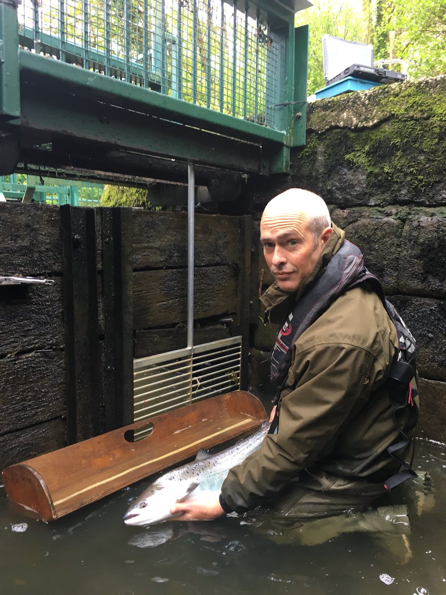 Peter_S_Long's tweet photo. @DaveThroupEA @RichStockdale_ @EnvAgencySW @raithby_simon @TobyWillisonEA @BruceNewport1 @FraserMarchbank @Nick_Ely @cfontierEA @HaynesBrown @JodieDa83 @dave__miller__ ...& this is how we roll on the #Tamar 👏 First multi-sea-winter salmon of the year for the Index River Monitoring Project. #FundedMonitoringProjectsTeam 🔬💻📄💷 https://t.co/jZU4Nw1vh5