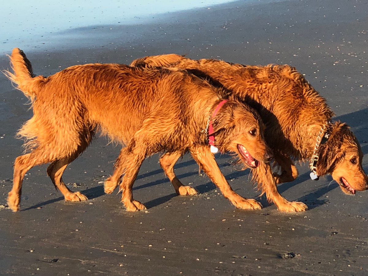 myfriend_bella's tweet photo. We are looking for sea shells in Folly Beach, SC!
https://t.co/ZzxokLV684
#sea_shells #folly_beach #south_carolina #dogs #golden_retriever #Travel #beach #ocean #swimming #America #adventure https://t.co/u2ZwutrX6l