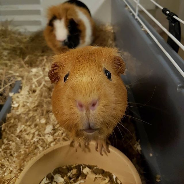 guinea_mom's tweet photo. Human, my bowl is empty... 👀
See more Ginger & Chutney on YouTube: Link in profile.
#guineapig #guineapigs #guineapigofig #guineapigsofig #guineapigofinstagram #guineapigsofinstagram #cavy #meerschweichen #feedme #foodmonster #foodplease #gingerpet #guineapiglips #guineapi… https://t.co/qXs1EXLhCn