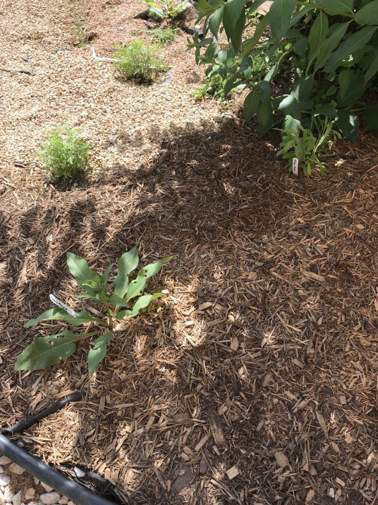 edison_school's tweet photo. Green Class and Science Workshop did a wonderful job on the bird garden. Spotted Mr. Smith getting a private tour. @HilarionMartin1 @DDavilaHisd @TeamHISD @HoustonISD https://t.co/gvtzRJtY0J