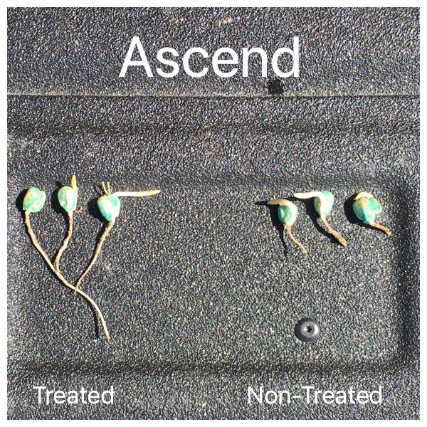 msimsW900L's tweet photo. Growth regulator in-furrow @ 6oz can you see it? 💪🏼👊🏻🙌🏼🌱#WinFieldUnited #growthregulator #ascend https://t.co/kuxFhP30u3