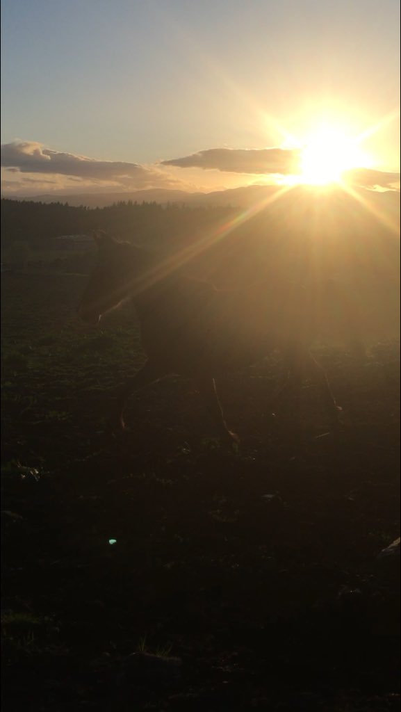 blackislestud's tweet photo. Magic and Karnali having a blast this evening. https://t.co/KpO6sHnOOH