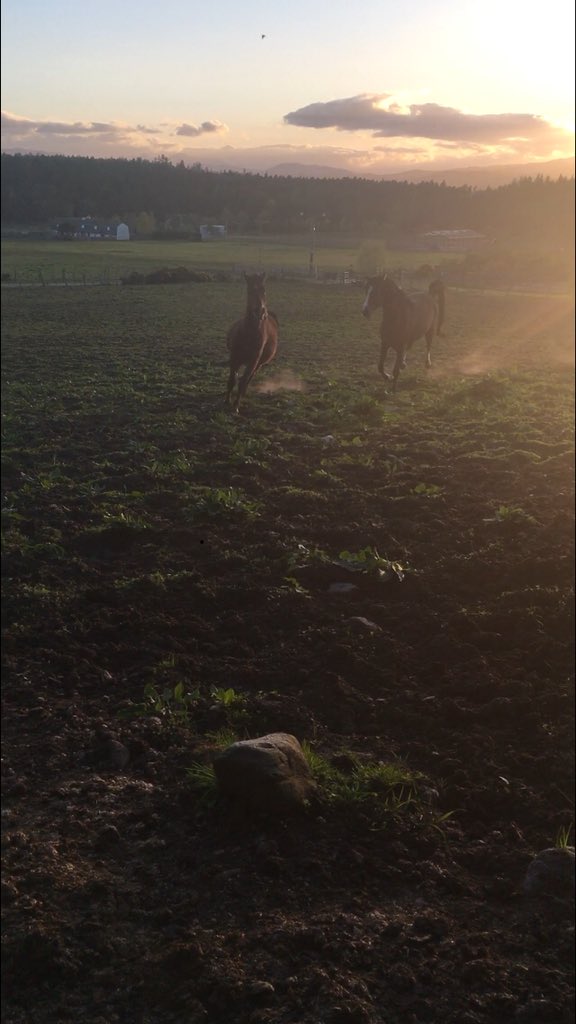 blackislestud's tweet photo. Magic and Karnali having a blast this evening. https://t.co/KpO6sHnOOH