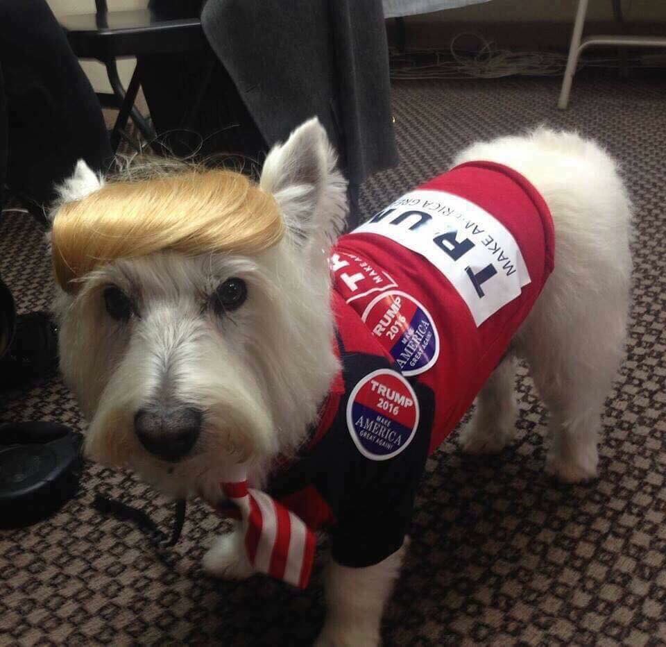 ConservativePTZ's tweet photo. Meet Donald. https://t.co/dDynIVq9e8