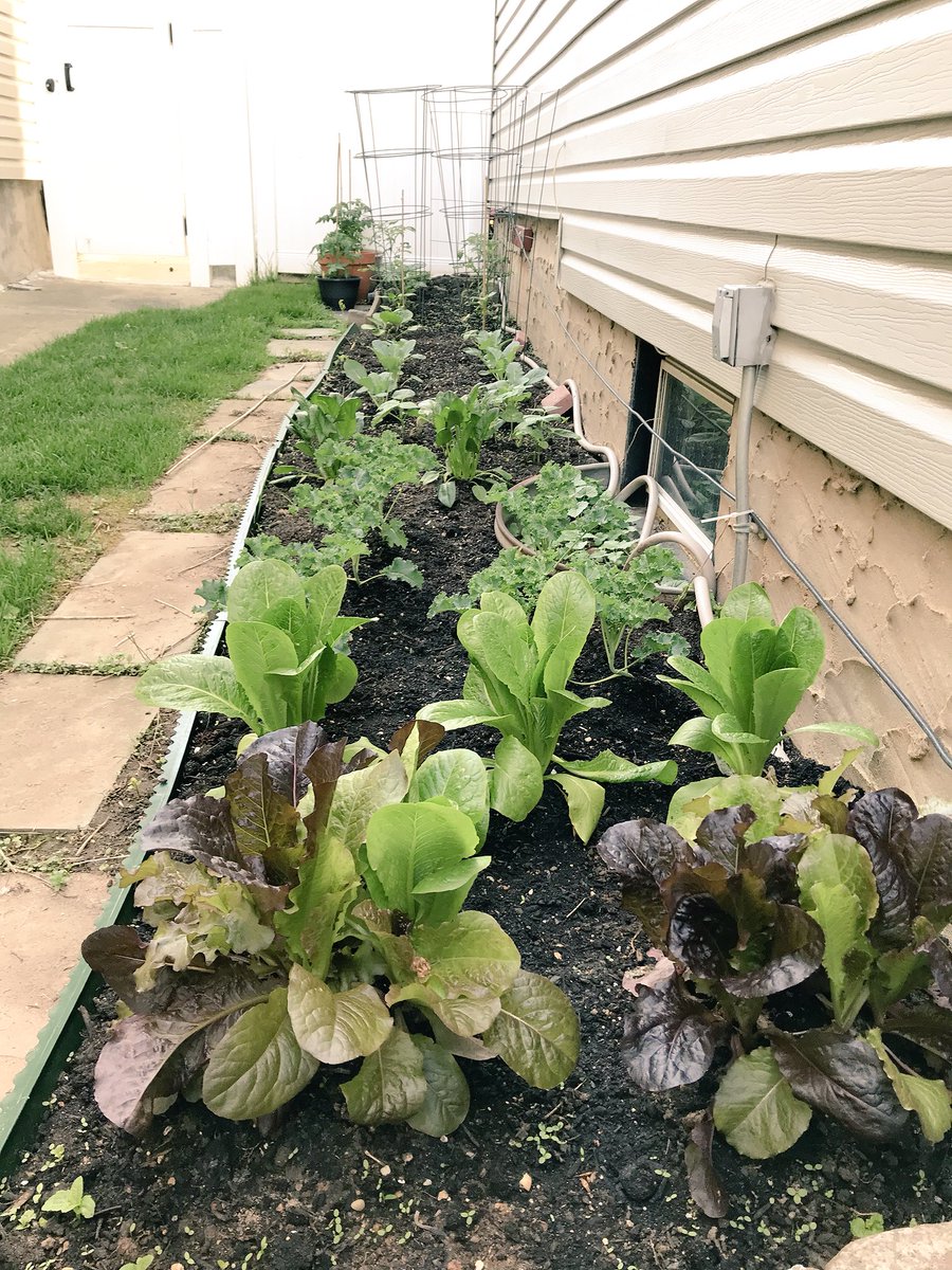 JoeBorelliNYC's tweet photo. #croplife #GardenersWorld #gardening #lettuce4days #tomatoes #sideyards #nyc #cauliflower #kale #topsoil https://t.co/0g1MLu3SUv