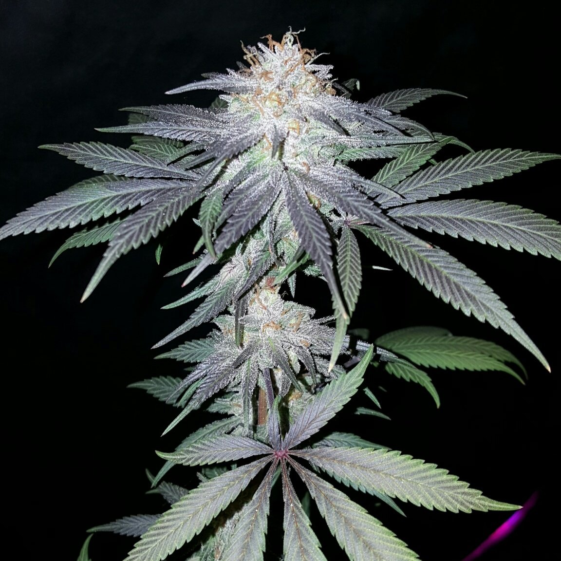 Funky Gasolina
(RebelSeedCo/ChemDBx) x 
(Bohdi-Strayfox/Skunk91)
A Chocolate ChemSkunk sure to make you happy!!