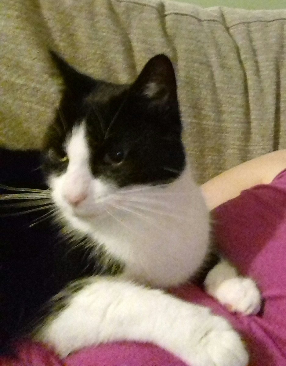 ChantelleSong's tweet photo. Sootica also says silly mummy human forgot to tweet the link to the campaign and that you just can't get the human minions these days. So, here's the link: https://t.co/16OQShJgRz
#cat #blackboxbook #scifi #sciencefiction #unbound https://t.co/xXckLwNFow