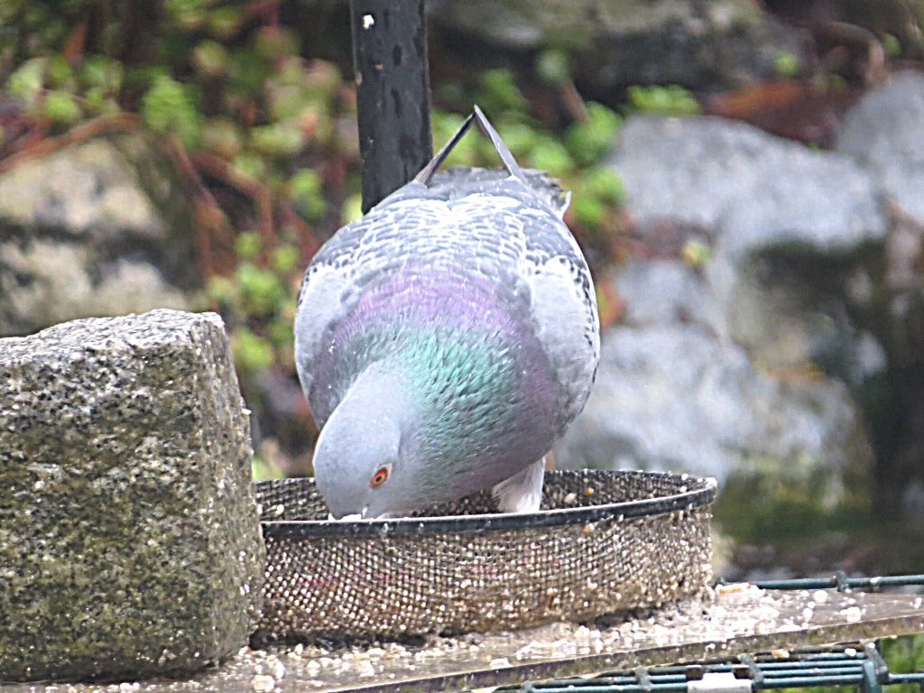 Salmonae1's tweet photo. @sita507562591 Hi https://t.co/xJI0Kh1wGd you have enjoyed your week so far.The Pigeon is enjoying it's feed.Have a  nice rest of the week.Thank for likes. https://t.co/XfRmg7iVWK