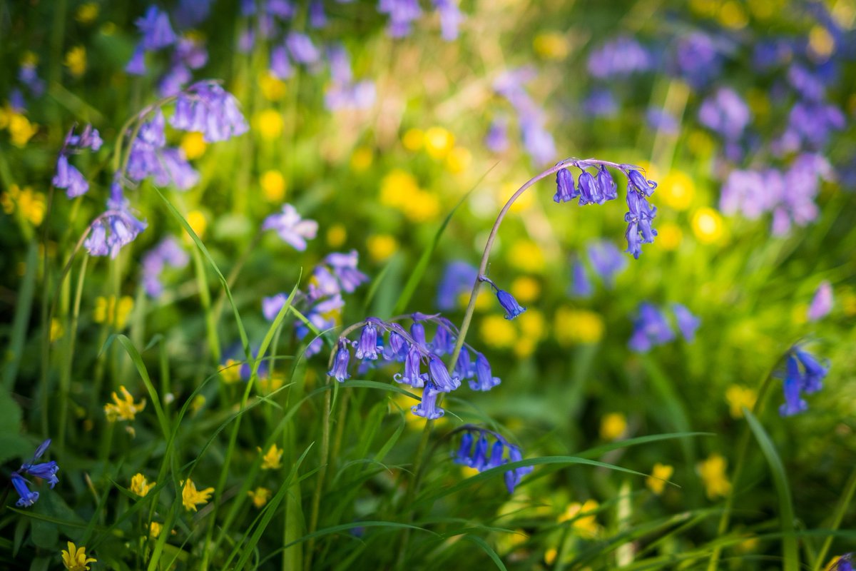 WhitbyPhotos's tweet image. We really are so lucky.

#whitby #yorkshire #sunset #bluebells #spring
