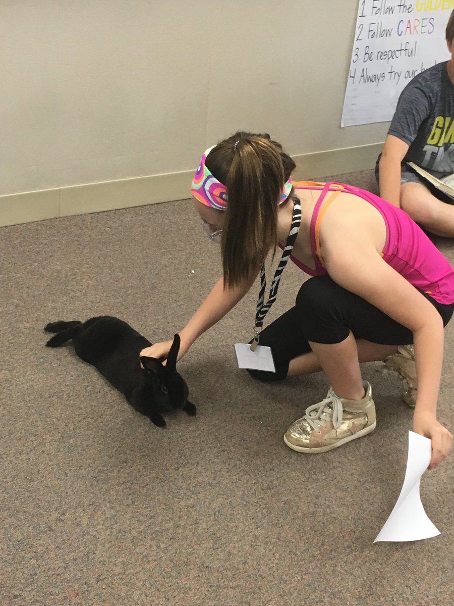 MrsHanstadClass's tweet photo. Rex the bunny!!! #softestbunnyever @GlendalePLS #bunnysnuggles https://t.co/uYXdaoKPyj