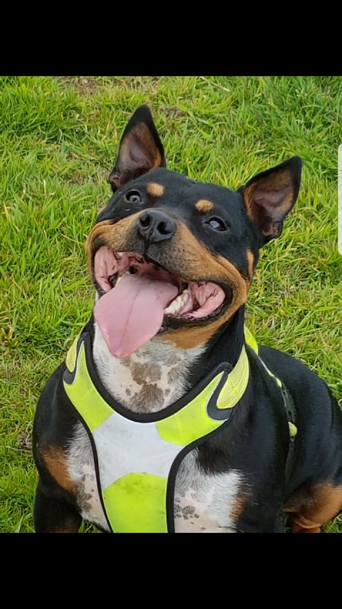 TheStofflet's tweet photo. #tongueouttuesday loving the good weather! https://t.co/dIVsa3N5Yo