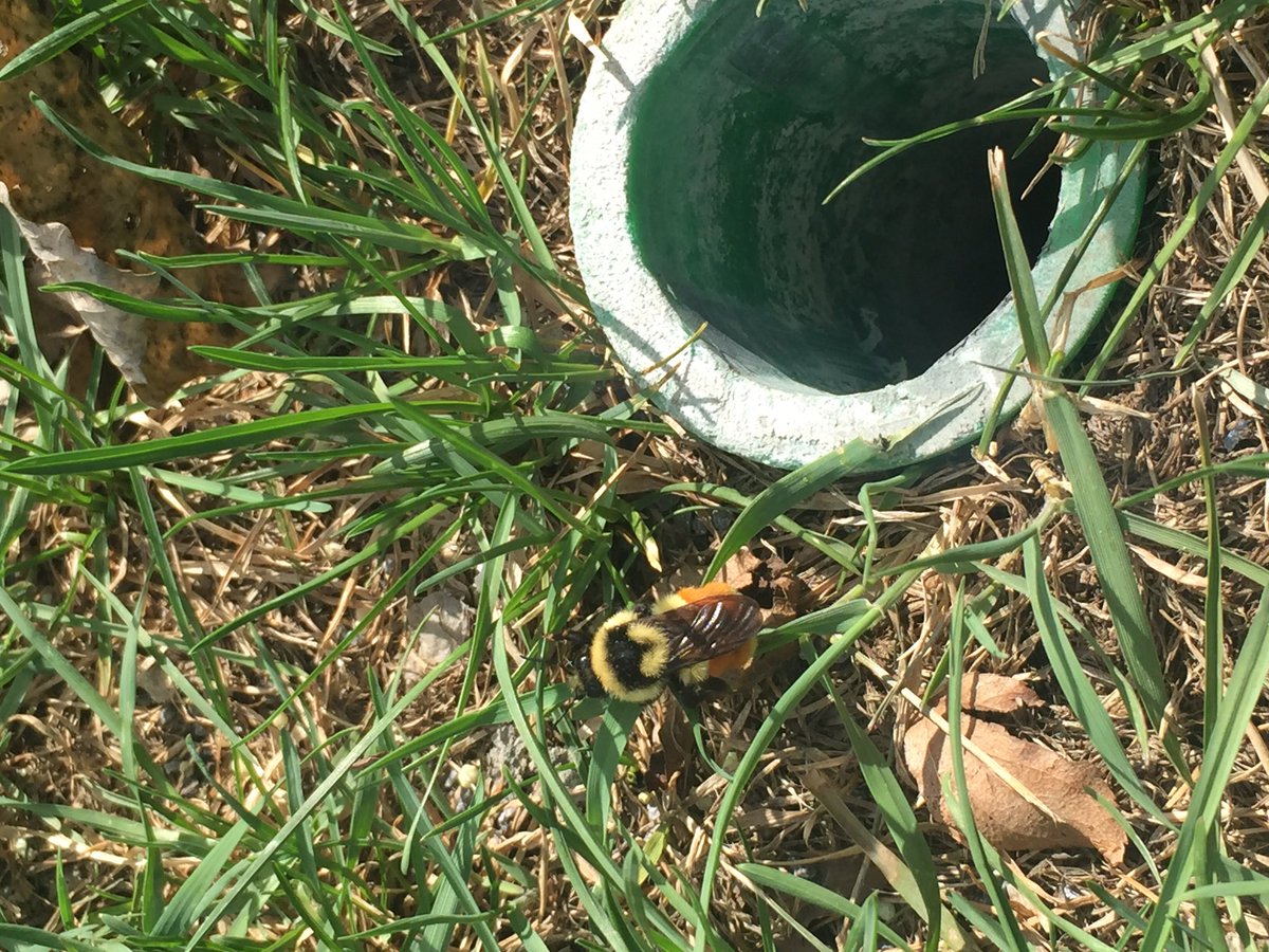 ryanhavin's tweet photo. Just helped save this bee's life... Some may call me a hero, others, a legend. Really, either of them work. #bees #weneedem #earth #hero #yeg https://t.co/i2vNgiv9hu