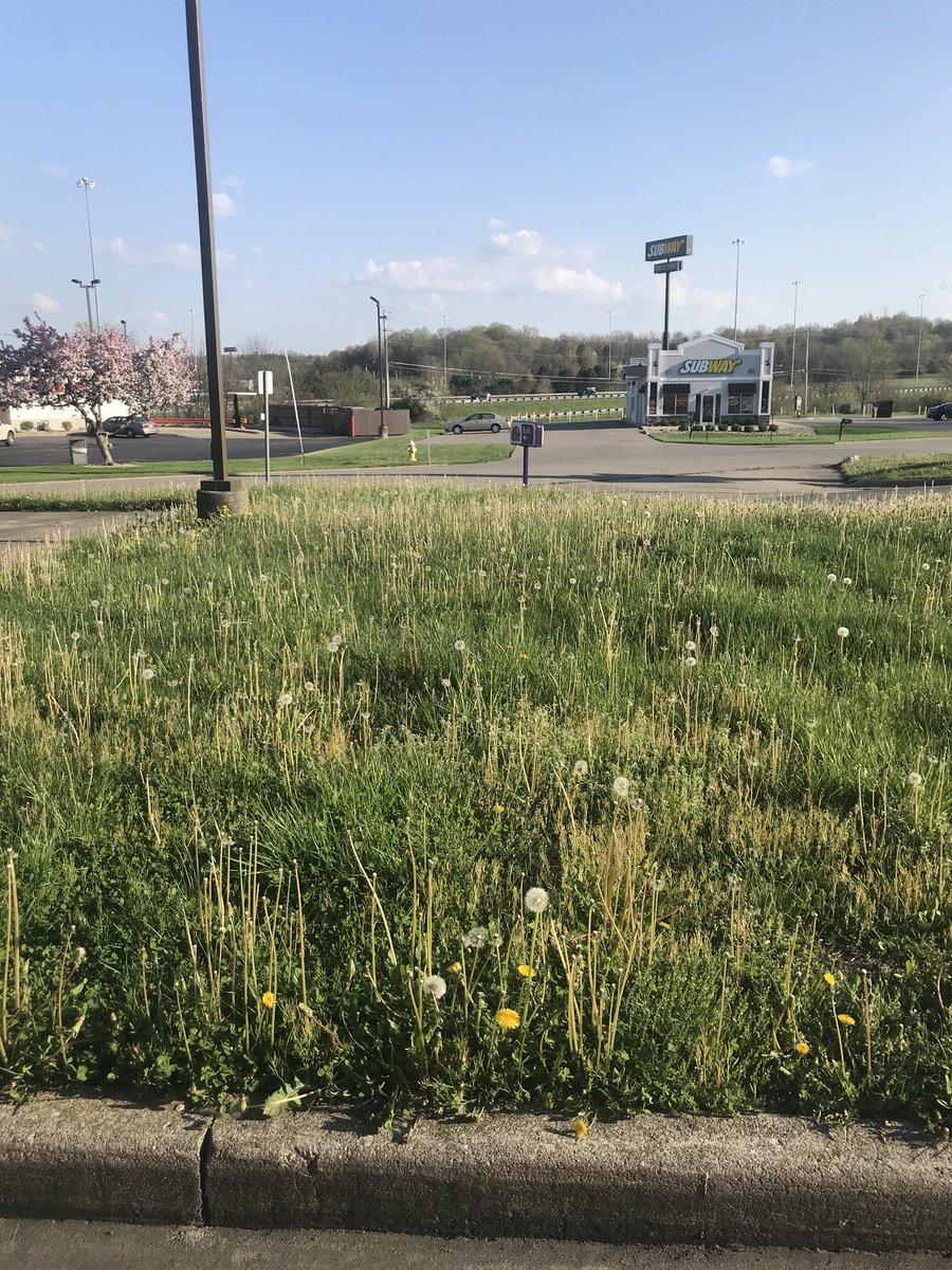 JessMarie1101's tweet photo. I think it MIGHT be time for @tacobell to mow the grass! #looksdirty #sloppy 🤷🏻‍♀️ https://t.co/f36Ls3BA1m