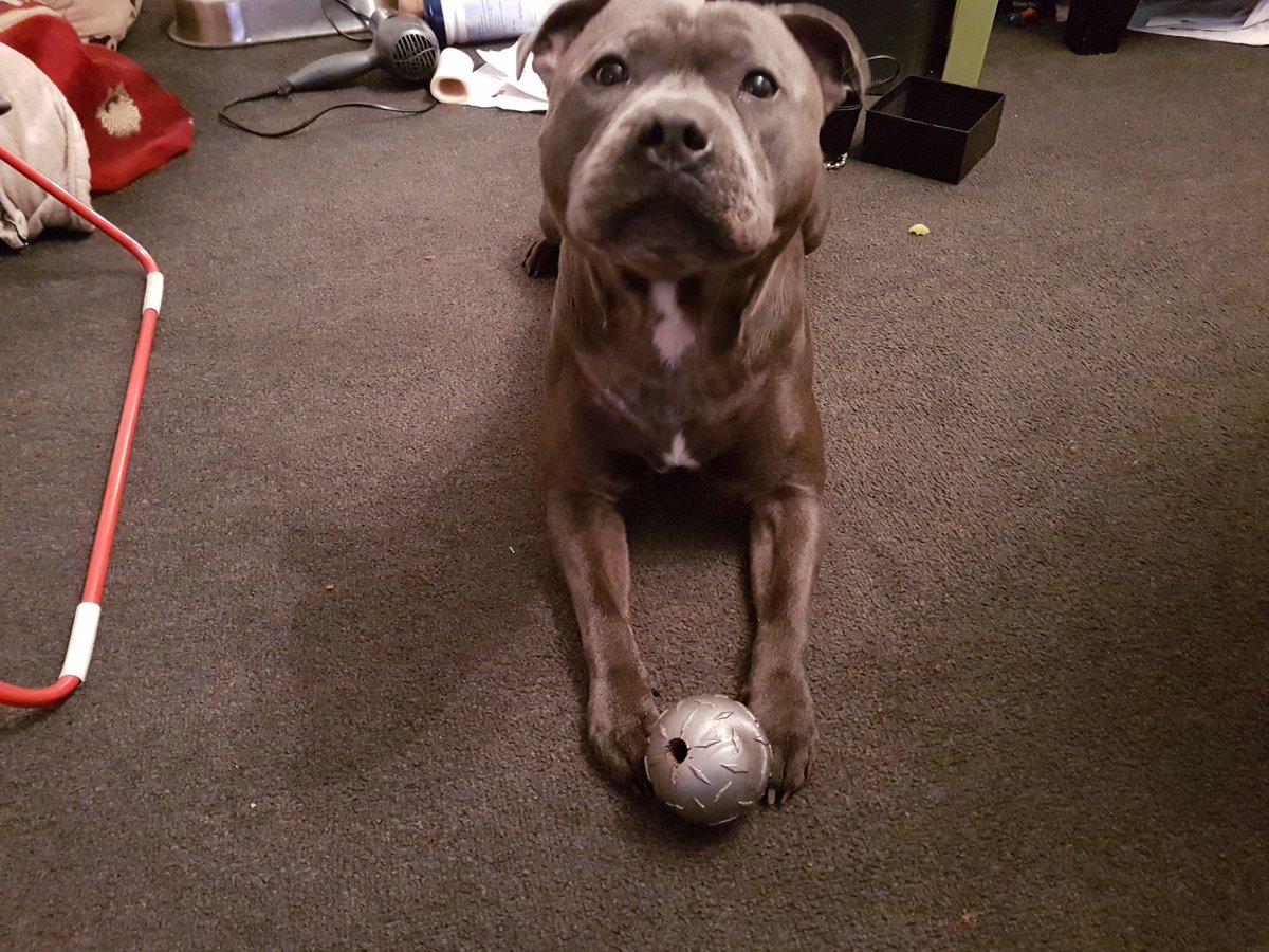 Guess who's found his favorite @ChewAndChase ball!! Just before the new diamond plate ball is about to be delivered!! Oh well, he's going to have an orange one and silver one. Twice the fun i suppose. 😁 #Dogsoftwitter #dogs #staffie #Staffy