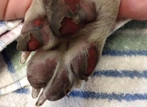 MyBusyDog's tweet photo. Want to protect those paws from burning on the pavement? 1 Tip: Use special paw moisturizer to prevent injury. Here are 8 tips to Protect ->> https://t.co/7yXVdfBw0F https://t.co/QGT8ZIsQvm