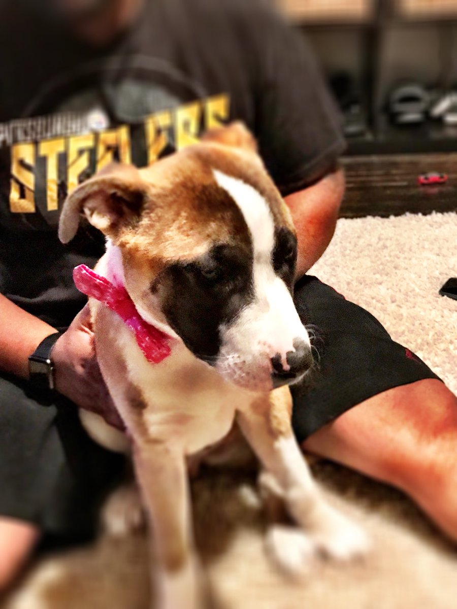 JakeMobile209's tweet photo. My puppy, Toby, is pretty #UnCarrier https://t.co/rLEke13ljV