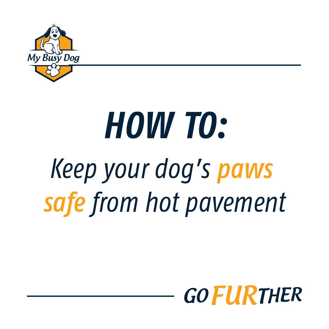 MyBusyDog's tweet photo. Want to protect those paws from burning on the pavement? 1 Tip: Use special paw moisturizer to prevent injury. Here are 8 tips to Protect ->> https://t.co/7yXVdfBw0F https://t.co/QGT8ZIsQvm