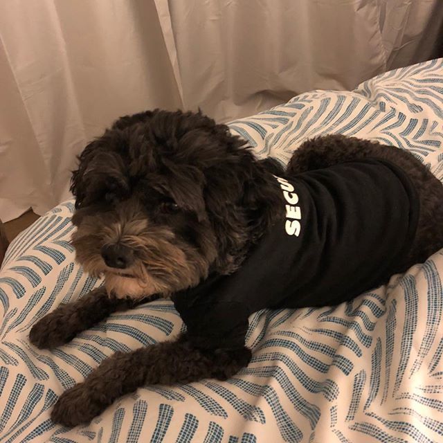 peter_bauld's tweet photo. Security dog🐶
🐶
🐶
#mydogiscutest #pup #dogs #dogworld #dogsofinstagram
.
.
.
.
#instgramdogs #mypet #mydog #cavapoo #picoftheday #doglover #doglovers #instapuppy #dogloversofinstagram #poodlemix  #dogplay #pet #petstagram #cavoodlesofmelbourne #cavoo… https://t.co/OVgbDnYLKk https://t.co/onYF40vLYv