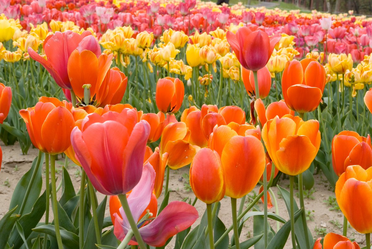 Who loves #tulips like we do?! There's a #tulip for every setting, from small “species” tulips in naturalized woodland areas to larger tulips that fit formal #garden plantings from beds to borders. #Flowers #Gardens