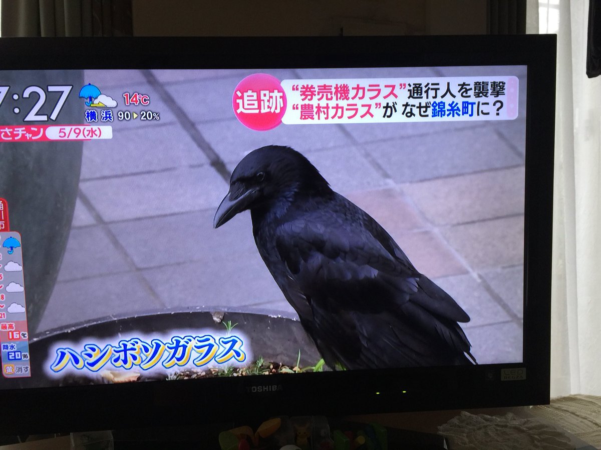 Jr錦糸町駅で利用者のicカードを奪うなどしていたカラスを一般女性が捕獲 普段は ゴミを荒らす害鳥カラス駆除しろ 鷹匠呼んで追い払え と叫ぶ国民の皆様から何故かお叱りの声が多数 フライドチキンの立場は 3ページ目 Togetter Jr錦糸町駅で利用者のicカードを奪うなどしていたカラスを一般女性が捕獲 普段は ゴミを荒らす害鳥カラス駆除しろ 鷹匠呼んで追い払え と叫ぶ国民の皆様から何故かお叱りの声が多数 フライドチキンの立場は 3ページ目 Togetter