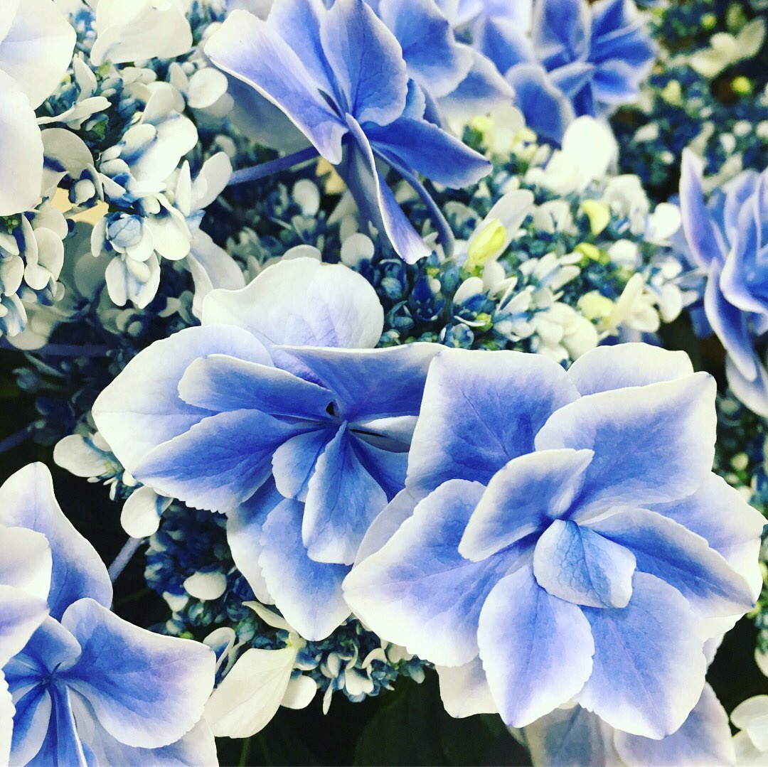 Twitter 上的 Naturally Garden ホームセンターバロー羽島インター店さん産直売り場でお世話になっています こちらは店頭に鮮やかに並んでいます 紫陽花 名前は 銀河 だそうです なんて美しい ホームセンターバロー ホームセンターバロー羽島インター店 紫陽花 ガク Twitter 上的 Naturally Garden ホームセンターバロー羽島インター店さん産直売り場でお世話になっています こちらは店頭に鮮やかに並んでいます 紫陽花 名前は 銀河 だそうです なんて美しい ホームセンターバロー ホームセンターバロー羽島インター店 紫陽花 ガク