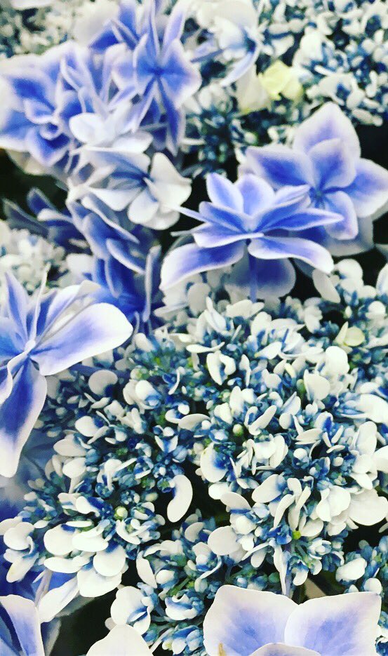 Twitter 上的 Naturally Garden ホームセンターバロー羽島インター店さん産直売り場でお世話になっています こちらは店頭に鮮やかに並んでいます 紫陽花 名前は 銀河 だそうです なんて美しい ホームセンターバロー ホームセンターバロー羽島インター店 紫陽花 ガク Twitter 上的 Naturally Garden ホームセンターバロー羽島インター店さん産直売り場でお世話になっています こちらは店頭に鮮やかに並んでいます 紫陽花 名前は 銀河 だそうです なんて美しい ホームセンターバロー ホームセンターバロー羽島インター店 紫陽花 ガク