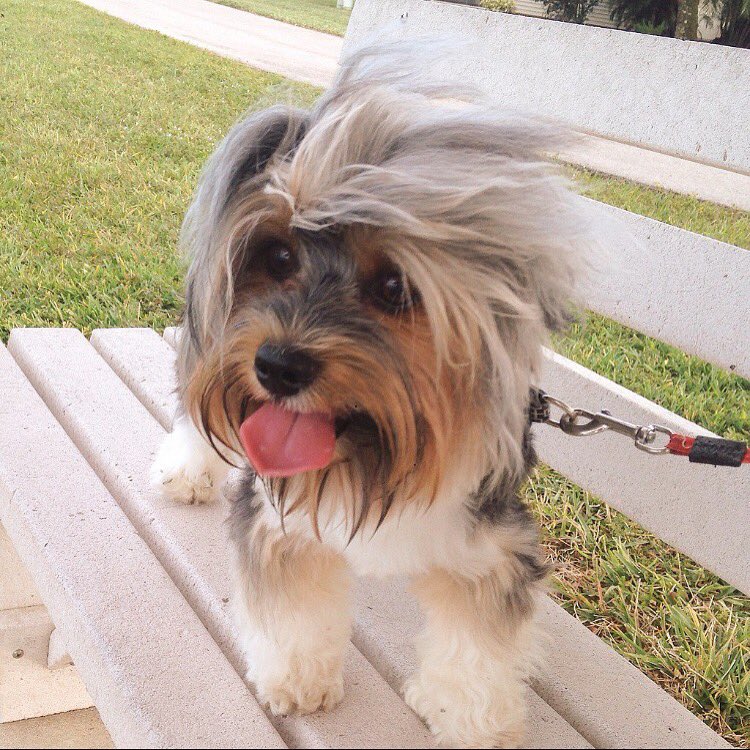 Stay smiling, stay strong and shine bright. #loveyou #dogs