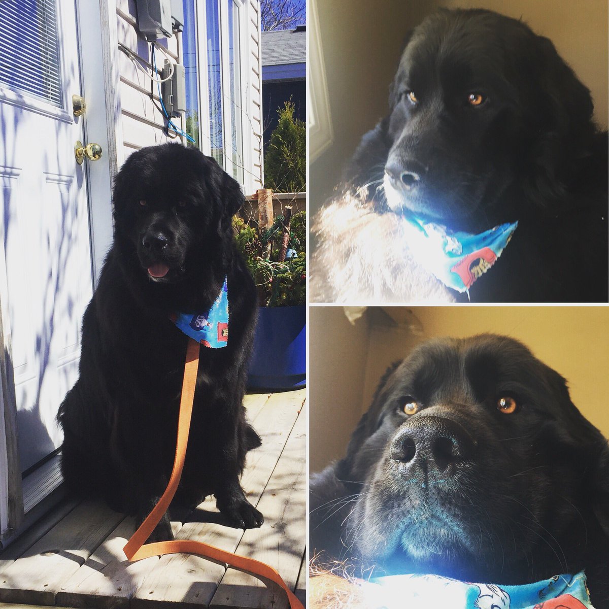 LyricalCheryl's tweet photo. #Tetley has got his #summergroom on and I can’t stop taking pictures! 😍 #newfoundlanddog #dogsofnl https://t.co/0rhOsEohcw