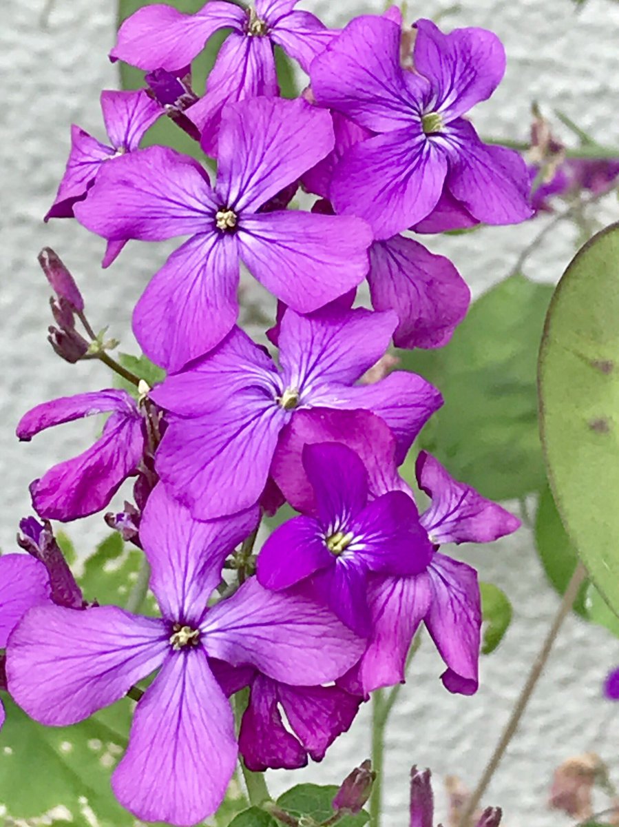 合田草
