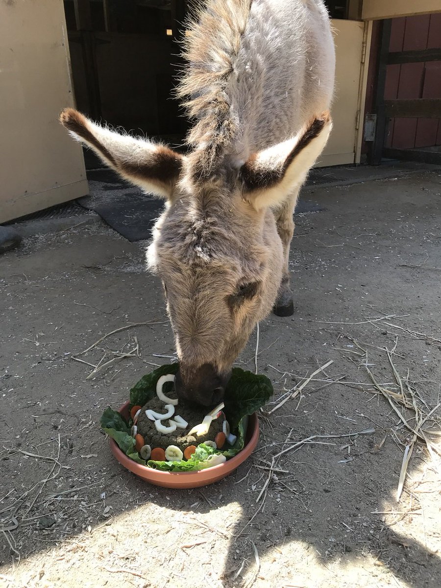 We celebrated Clint's 23rd birthday this weekend! Clint is a miniature donkey who you can visit and wish a happy birthday to in the Red Barn at the Family Farm!
