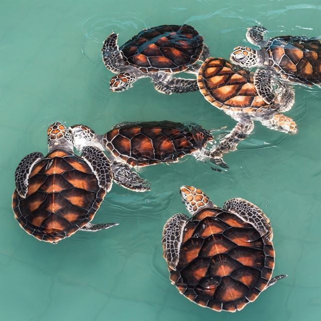 caramareshop's tweet photo. Tag a friend who loves Turtles 🙌🏻
📷: @alphaturtle_us via Instagram https://t.co/YQj8PvZiqv