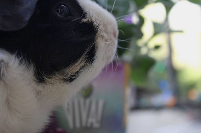 guinea_pig_fun's tweet photo. 27 April 2018 - One side of Peanut
#peanuttheguineapig #adorable #happiness #pets #pet #guineapigs #guineapig #cavy #cavylove #animals #animal #hazelnutandcompany #petsofinstagram #guineapigsofinstagram #cavysofinstagram27 April 2018 - One side of Peanut
#peanuttheguineapig … https://t.co/wirWuS1NGr