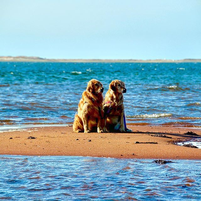 HamptnRetrievrs's tweet photo. Cast Away!
🐾
#dogisland #islanddog #robinsoncrusoe #gilligan #stranded #beacheddog #dogsofthehamptons #amagansett #hamptons #hamptonspet #goldenretriever #dogsofinstagram #saltlife #beachlife #rufflife #rescuedog #rescuemydog #gloriousgoldens https://t.co/Y6FBJNGhnE https://t.co/KgDuTS4G7g