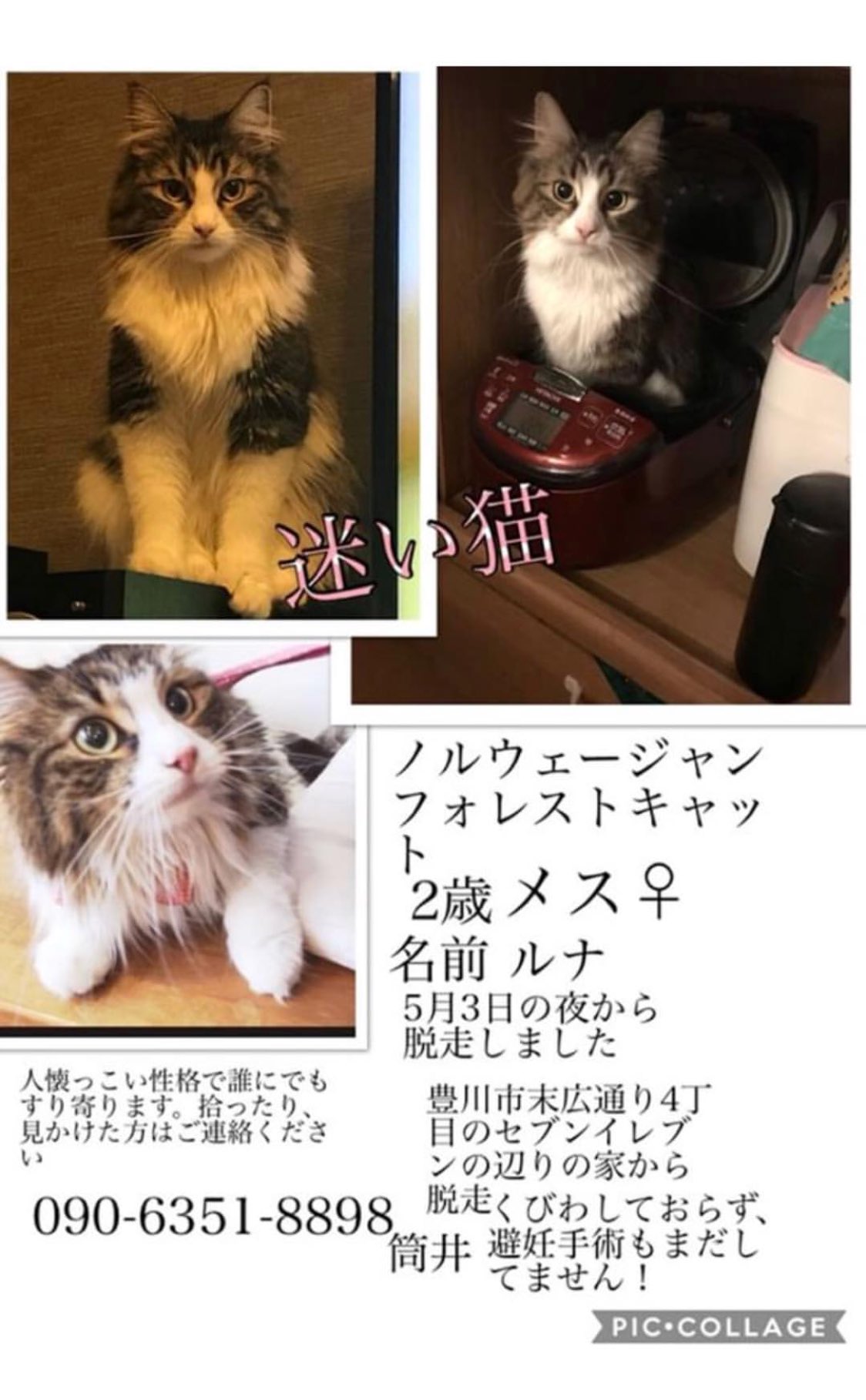 Shaula Vogue シャウラ 迷い猫 T Co Ro7y7vqs5j Twitter