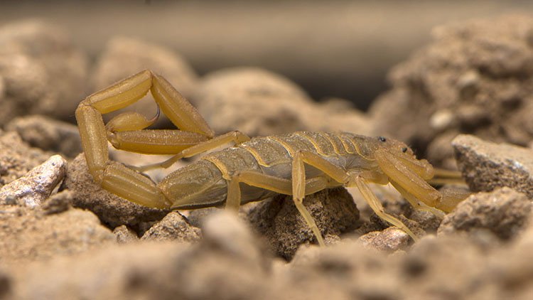 DogTrainNation's tweet photo. What to Do if a Scorpion Stings Your Dog #doghealth https://t.co/u1l7lzmStz https://t.co/nlTwAfJfDi