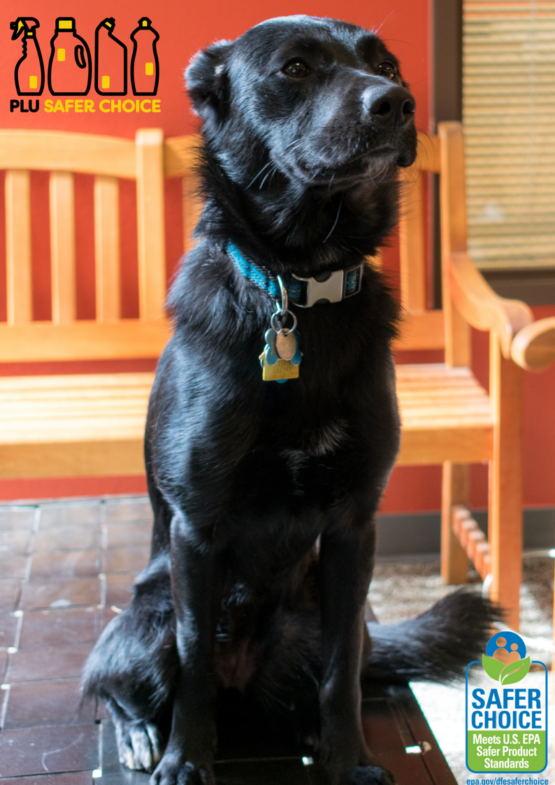 PLUSaferChoice's tweet photo. You can keep your pets bowls clean using Seventh Generation Dish Liquid Soap. It skips the harsh chemicals so Juliet can snack safely! #PLUSaferChoice #GenerationGood https://t.co/7qlPqxhqDQ https://t.co/RzBIttTFB1
