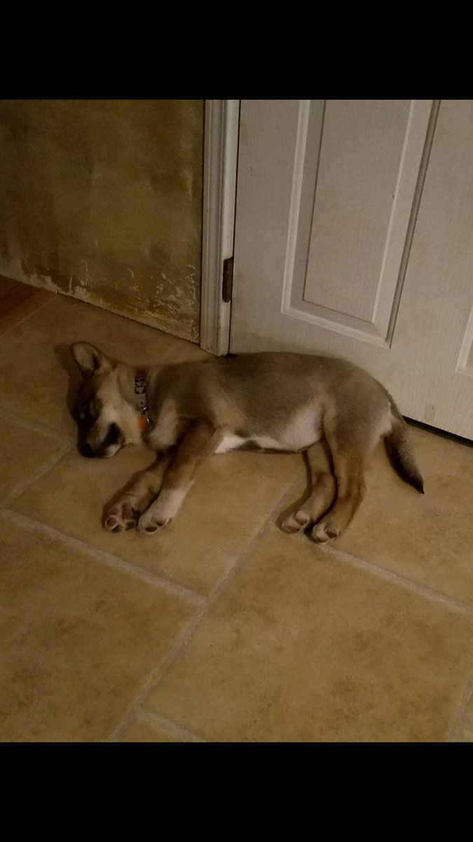 patiencemae99's tweet photo. Here are some pictures of my little baby who I’m missing so much https://t.co/SWEivkzjQN