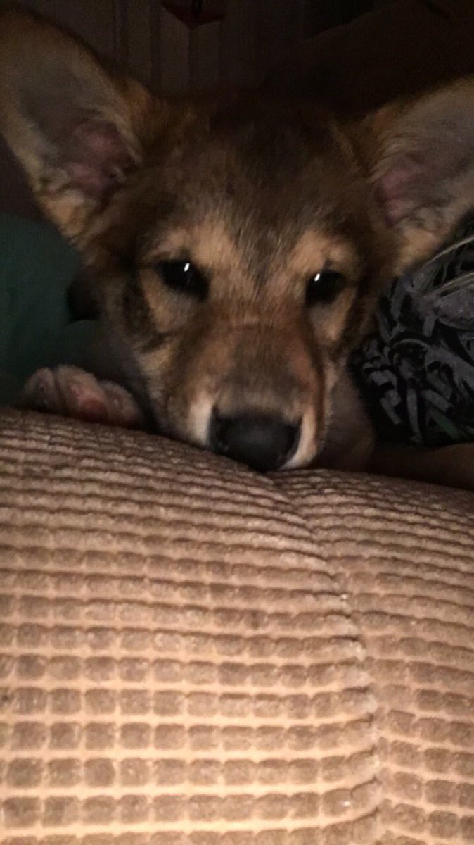 patiencemae99's tweet photo. Here are some pictures of my little baby who I’m missing so much https://t.co/SWEivkzjQN