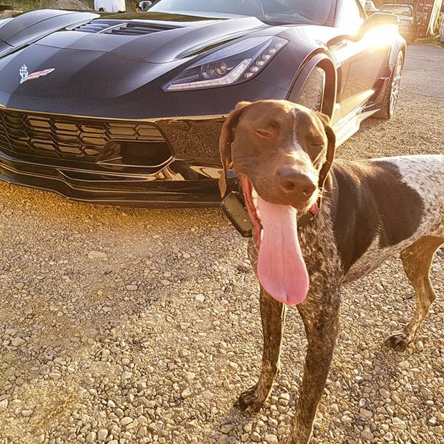 saracullin's tweet image. My face when I'm challenged to a race 
#runningwithdogs #dogsthatrun #fastdogs #fastcars #corvette #pointersofig #pointerdogs #gsp_feature #gspworld #gspcommunity #pointersofinstagram #germanshorthairedpointer #gspofinstagram #gspofig #pointeroftheday #p… ift.tt/2wnZrJU