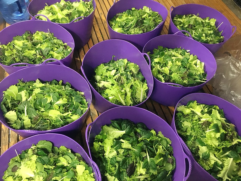 KFelter_UMD's tweet photo. Beautiful day harvesting spring mix and planting seeds on the @TerpFarm ! Amazing to see all the crops that have grown since our last visit in March! 🌱 @UMD_Dietintern https://t.co/bgpjN2QLd5