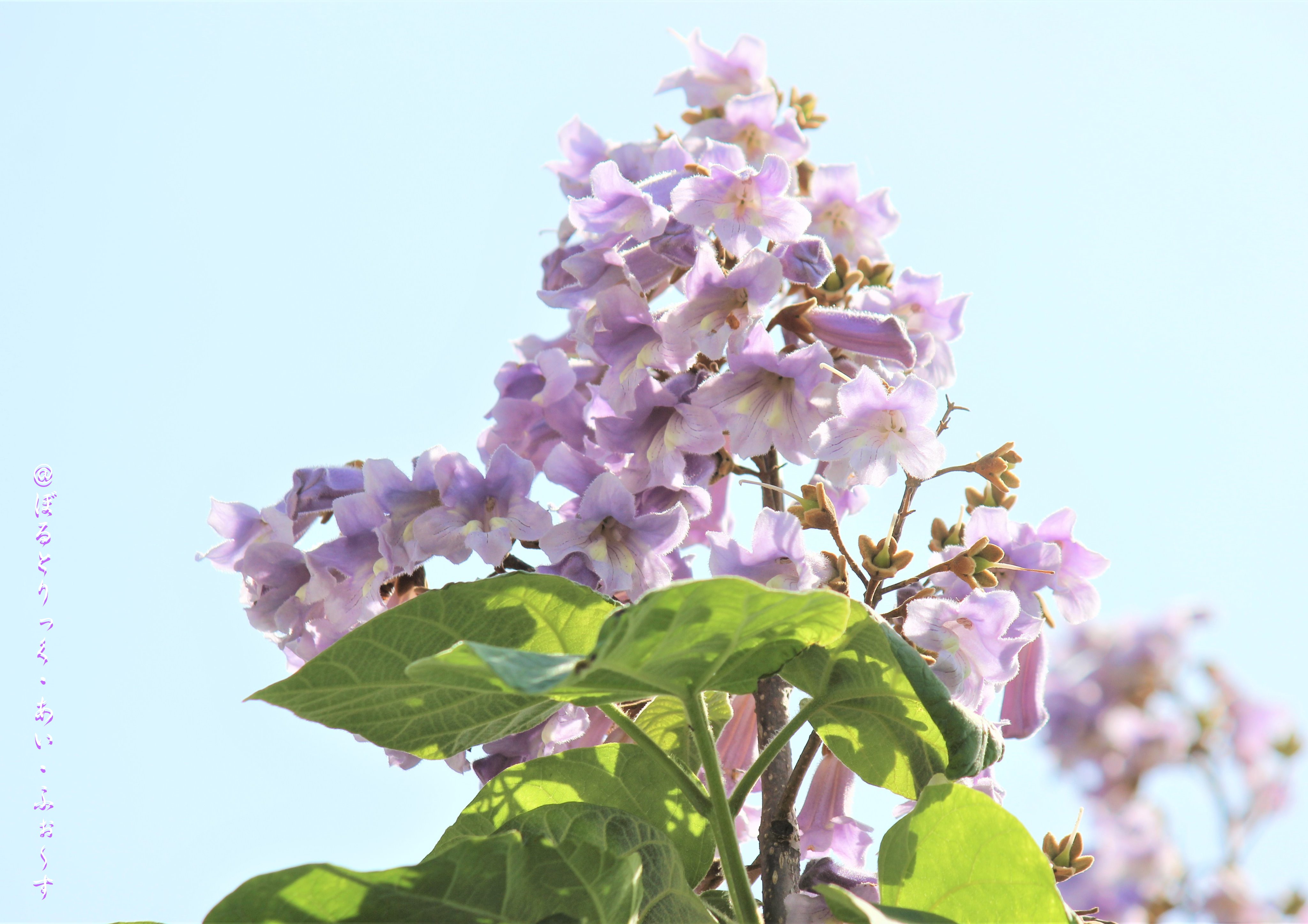 Vtifカスタマイズ 我が家の桐の花 今年は桐 も咲くのが早くて これは5月1日に撮影 段々と木が成長して去年よりもうんと高い所に花が咲くので 撮影が大変だわ 5月9日 誕生花の一つ 桐 花言葉 高尚 外は雨 今日は随分と冷えますが お体ご自愛