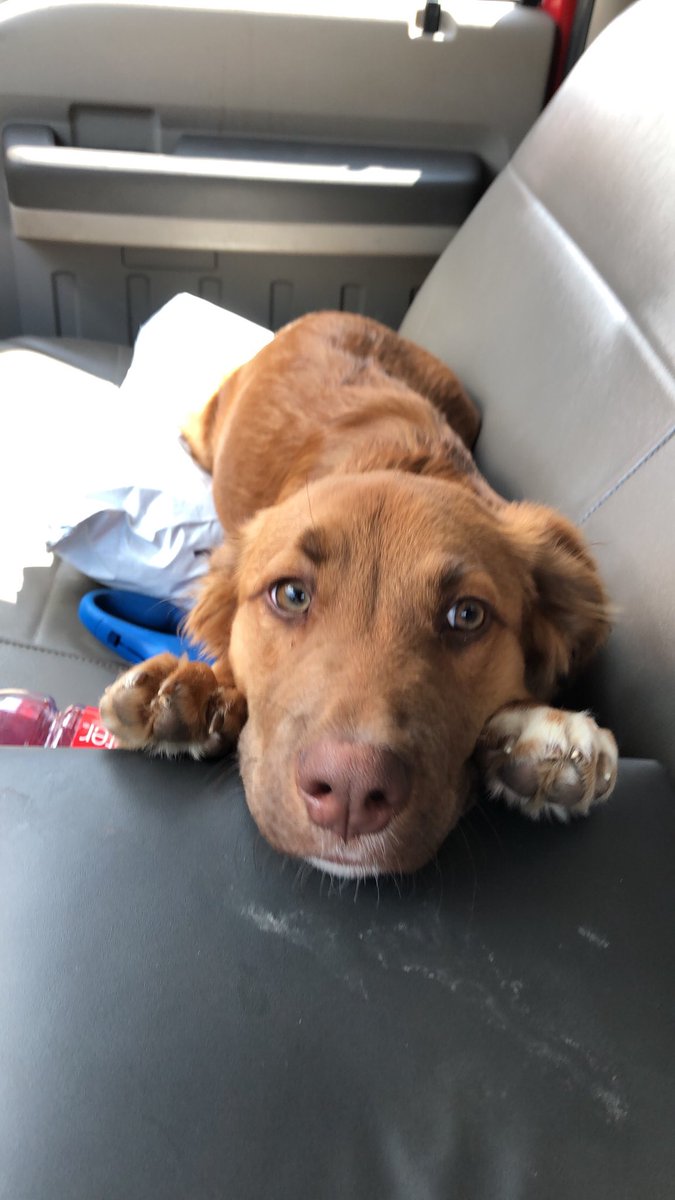 _cuzzit_'s tweet photo. I got the coolest puppy in the world #datsafact https://t.co/EvEIoKd0BD