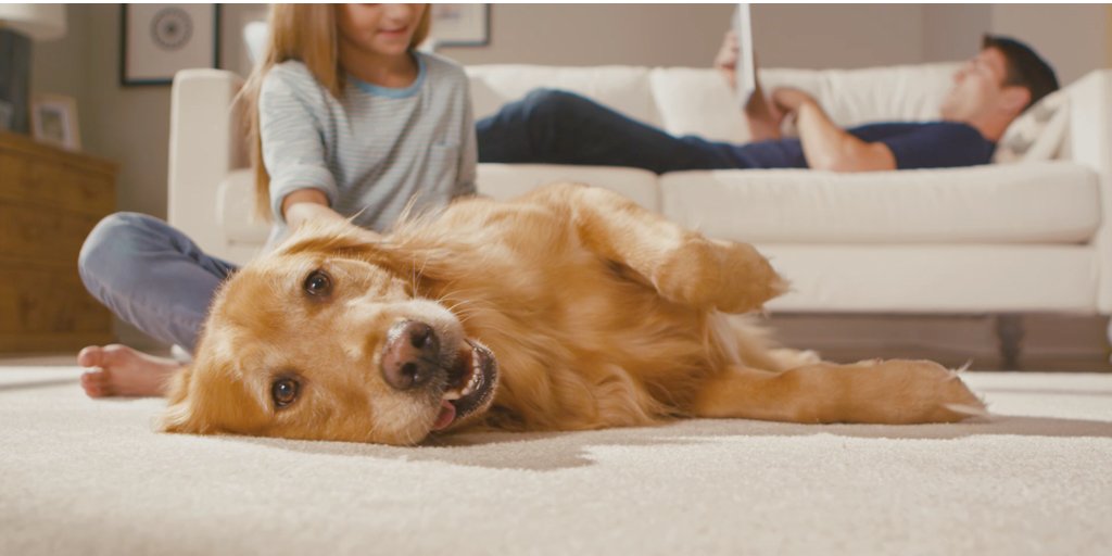 MohawkFlooring's tweet photo. How do you know when you find the right carpet for you and fido? Here are 4 must-know tips for selecting pet-proof carpet > https://t.co/diFILEqU2S #petproofcarpet #mohawkflooring #PetsOnMohawk https://t.co/VjImcAowj8