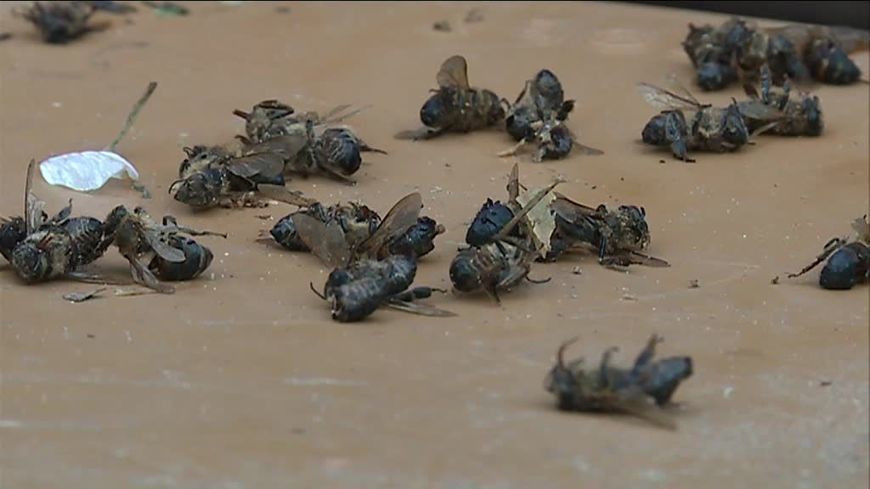 GARREAU75's tweet photo. 700 #ruches mortes en #Dordogne fin mars... 3 000 aujourd'hui !! Une catastrophe naturelle annoncée - #néonicotinoïdes @NvelleAquitaine @Prefet24 https://t.co/bnwH2qGNOF https://t.co/3pM6seZ7vO