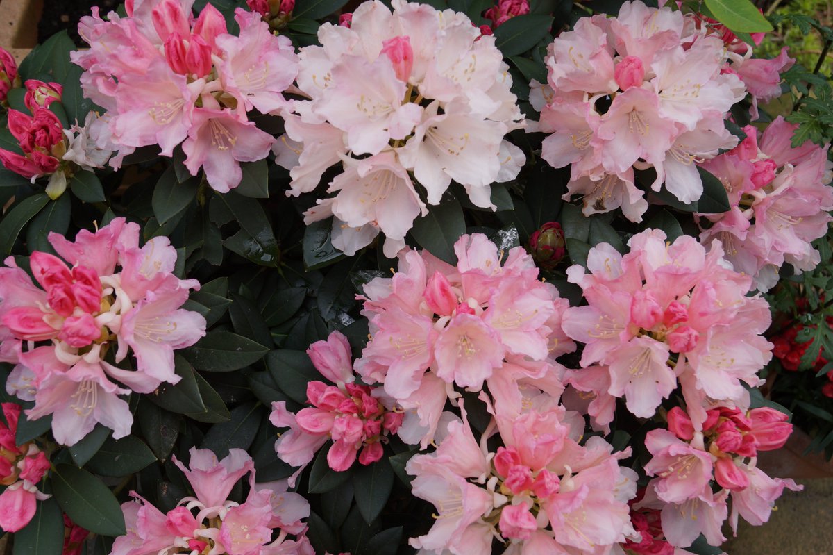 DrJurikMueller's tweet image. Sprüche aus meiner Feder lauten:

Betört um Adalgar (09.05.) des Flieders Duft,
liegt schönes Wetter in der Luft;
doch fährt kalter Wind in die süßen Blüten,
muss sich der Gärtner vor Nachtfrösten hüten.

Regnet es um Adalgar (09.05.),
erwarte ein gutes Erntejahr.