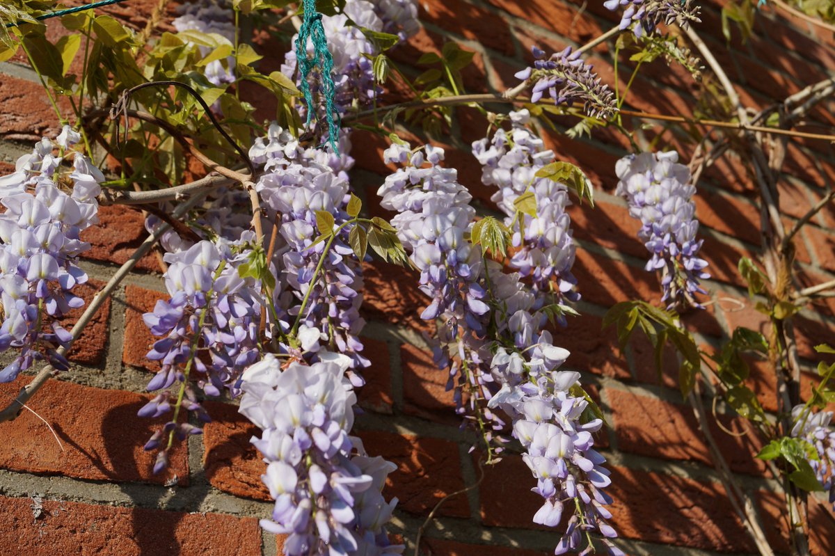 DrJurikMueller's tweet image. Sprüche aus meiner Feder lauten:

Betört um Adalgar (09.05.) des Flieders Duft,
liegt schönes Wetter in der Luft;
doch fährt kalter Wind in die süßen Blüten,
muss sich der Gärtner vor Nachtfrösten hüten.

Regnet es um Adalgar (09.05.),
erwarte ein gutes Erntejahr.