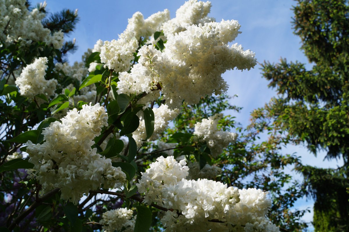 DrJurikMueller's tweet image. Sprüche aus meiner Feder lauten:

Betört um Adalgar (09.05.) des Flieders Duft,
liegt schönes Wetter in der Luft;
doch fährt kalter Wind in die süßen Blüten,
muss sich der Gärtner vor Nachtfrösten hüten.

Regnet es um Adalgar (09.05.),
erwarte ein gutes Erntejahr.