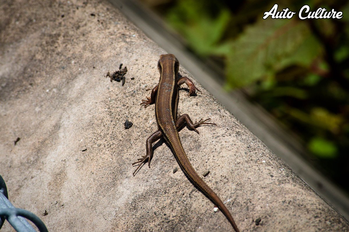 まるちゃん on X